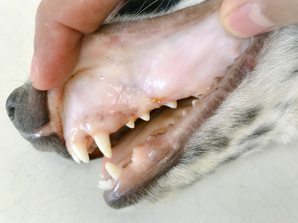 Dog with pale gums