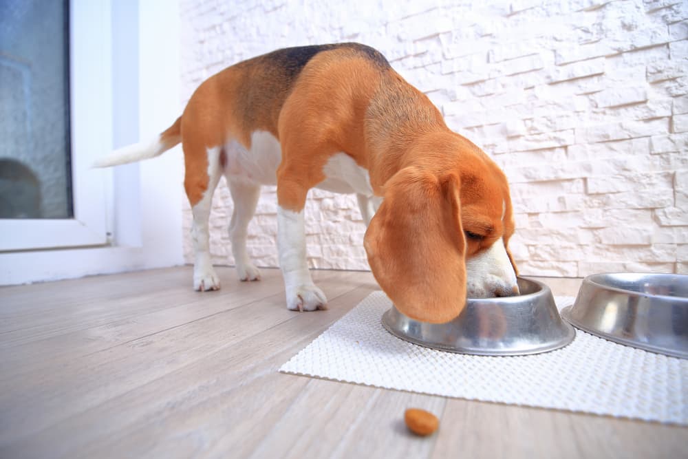 Beagle eating
