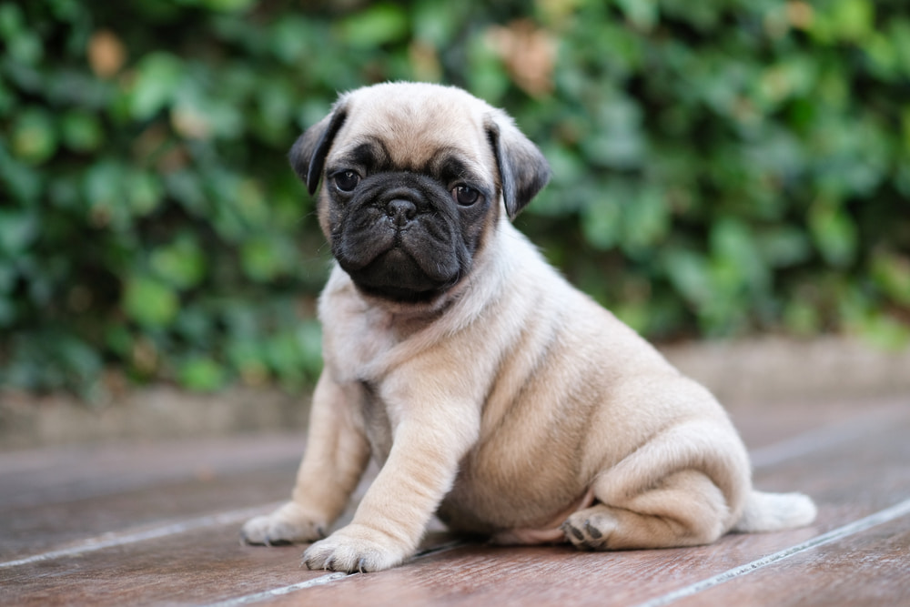 Cute pug puppy outside