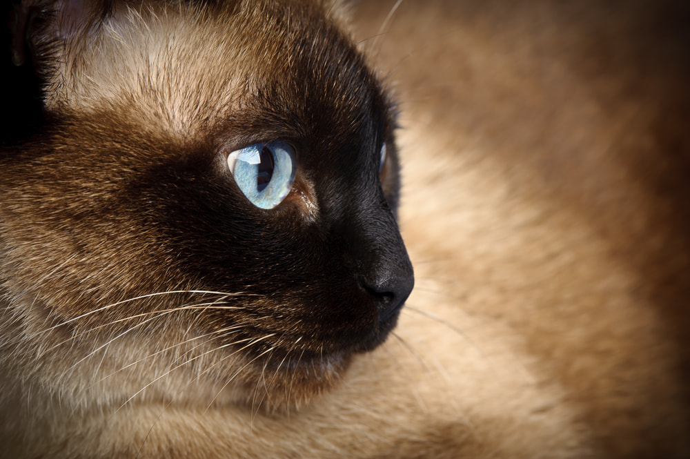 Closeup of Siamese cat