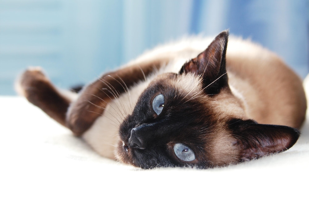 Sleepy Siamese cat on bed