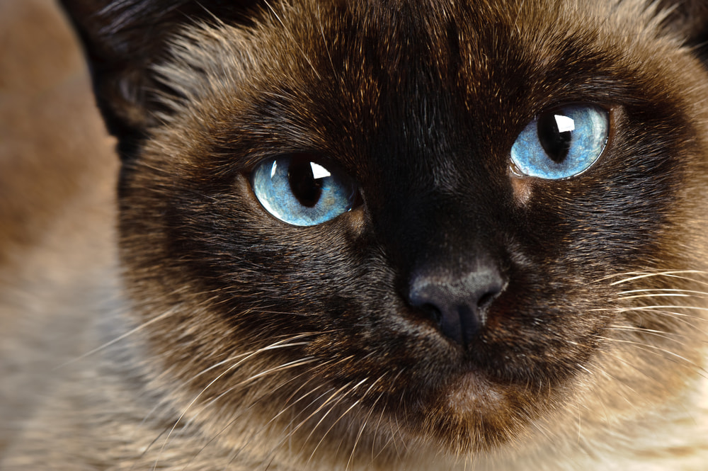 Closeup of Siamese cat eyes