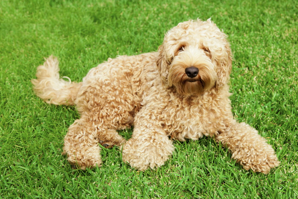 Golden Labradoodle dog on grass