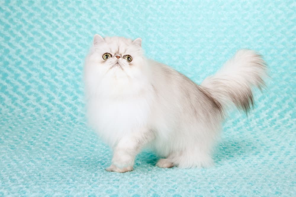 Portrait of white Persian cat