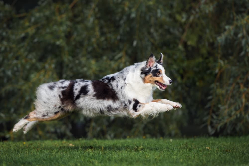 Australian Shepherd running outdoors
