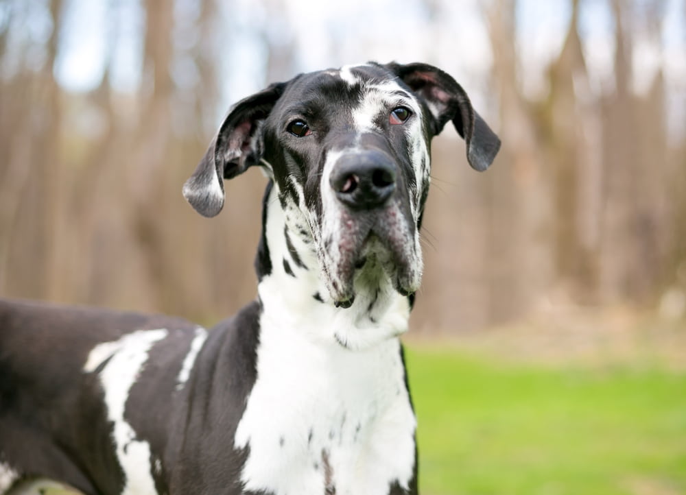 Portrait of Great Dane dog