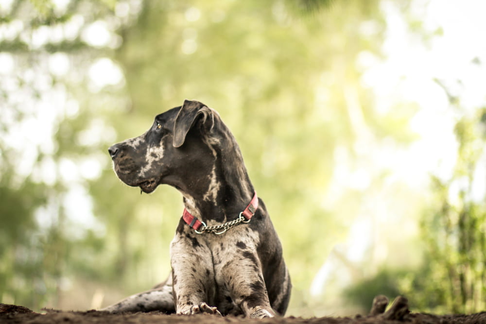Profile picture of Great Dane dog