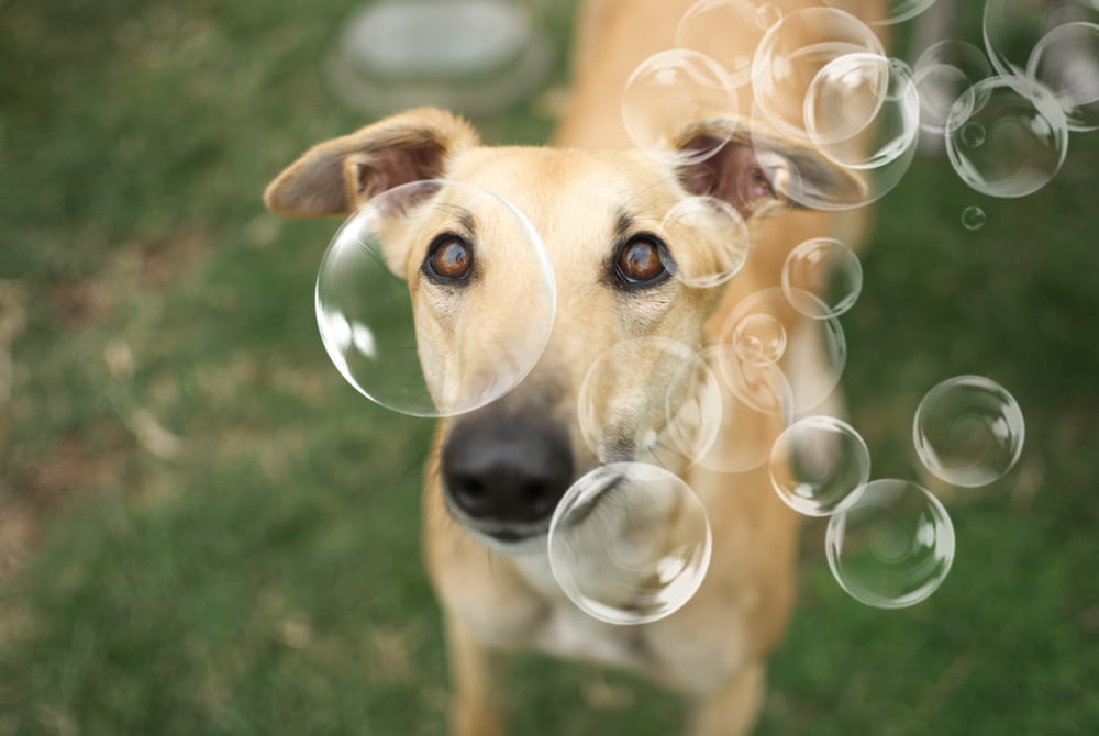 Greyhound and bubbles