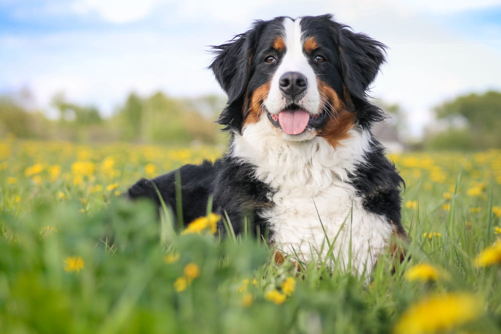 Bernese Mountain Dog smiling in field