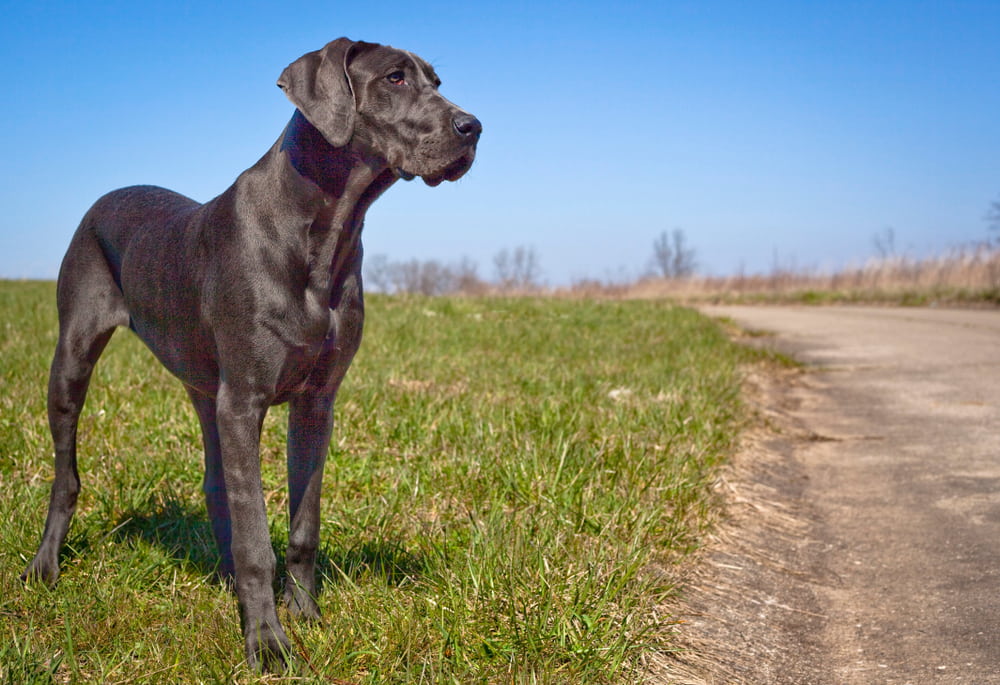 Grey Great Dane outside