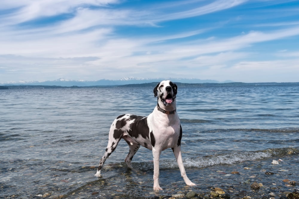 Great Dane at the beach