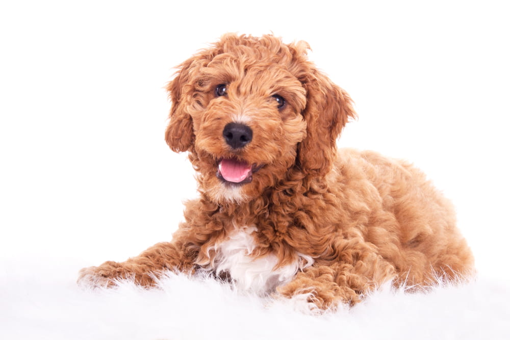 red Labradoodle puppy