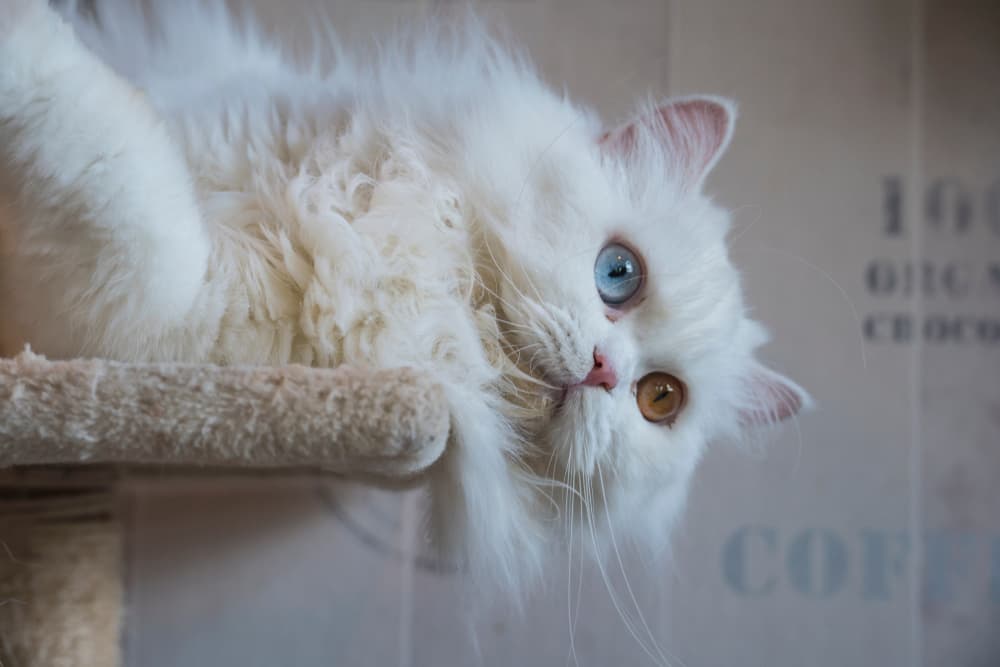 Playful Persian cat