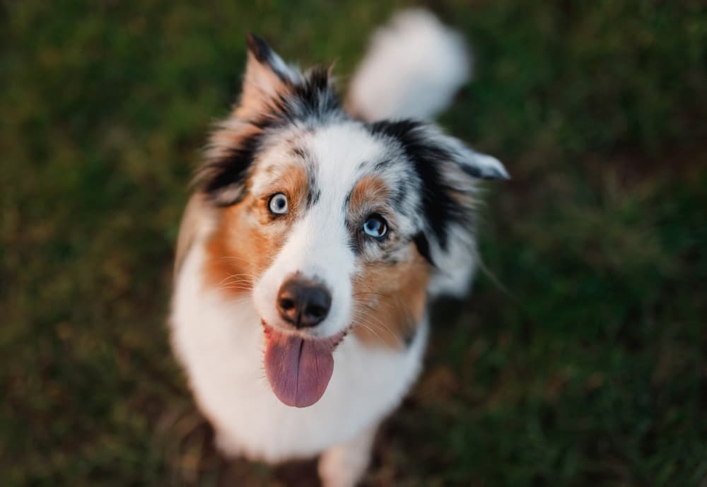 Goofy Australian Shepherd smile