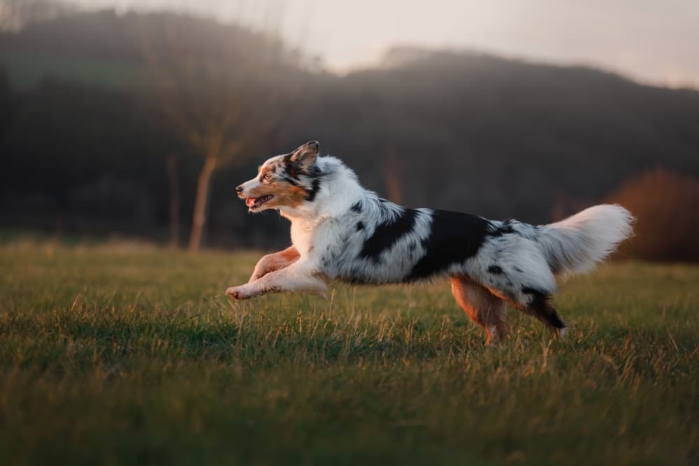 Australian Shepherd running in field