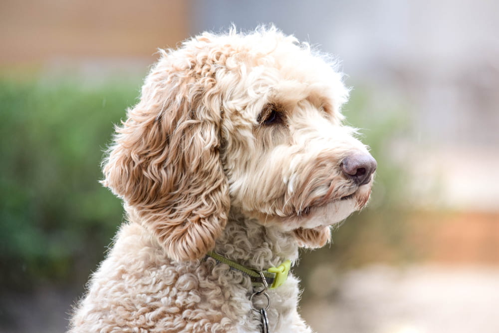 Cute golden Labradoodle