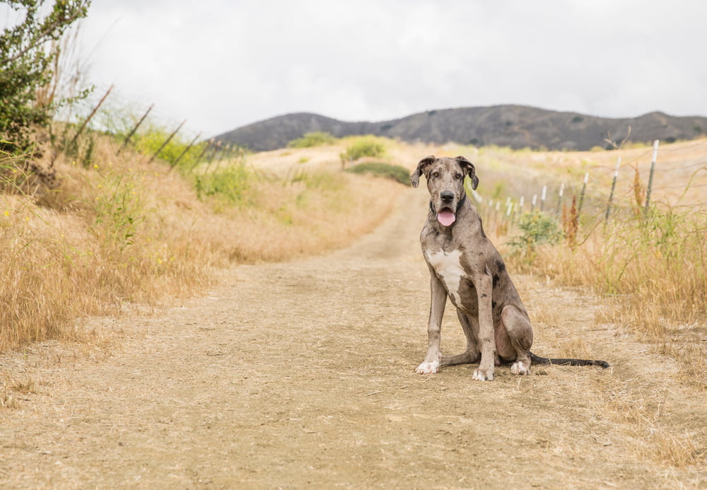 Great Dane in desert