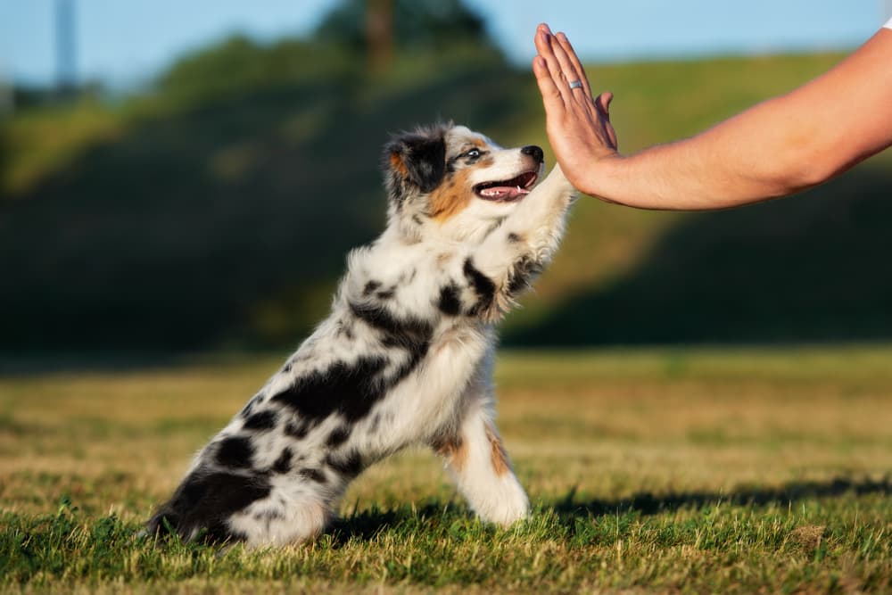 Woman training Australian Shepherd