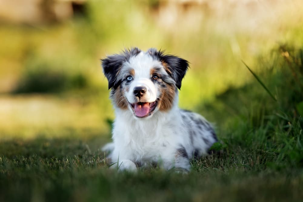 Australian Shepherd puppy outside