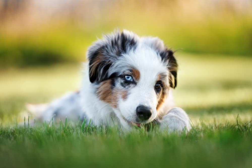 Australian Shepherd puppy in grass
