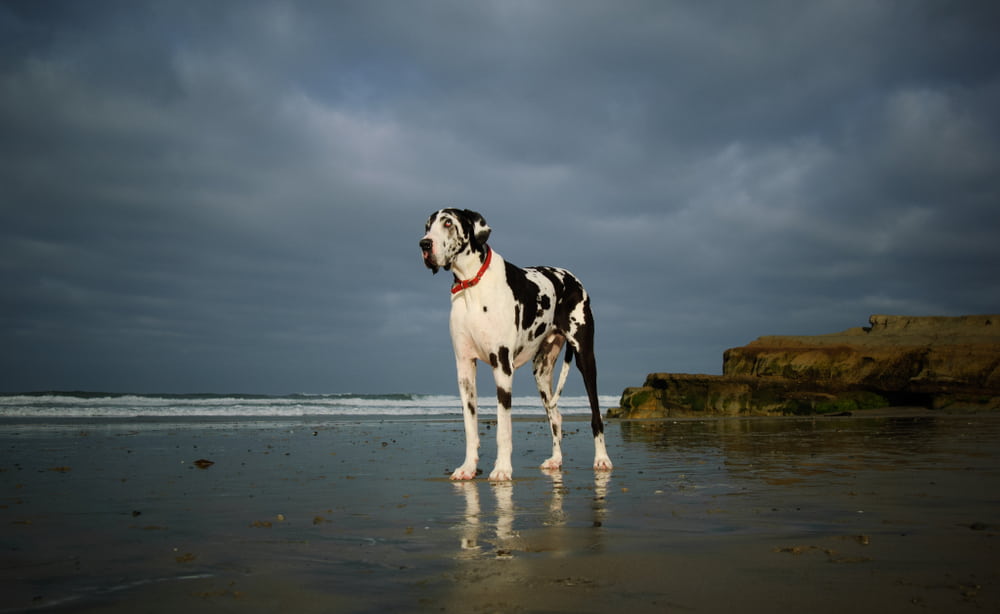 Great Dane with beach in background