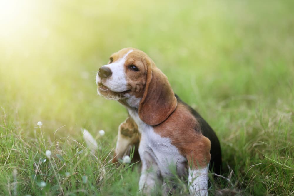 Dog with itchy skin before taking apple cider vinegar for allergies