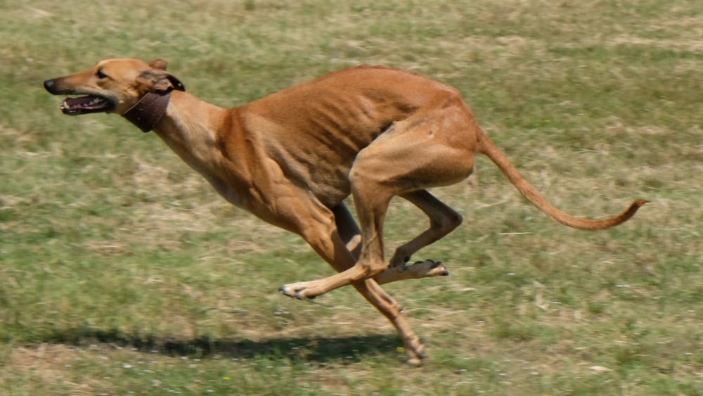 Greyhound running fast