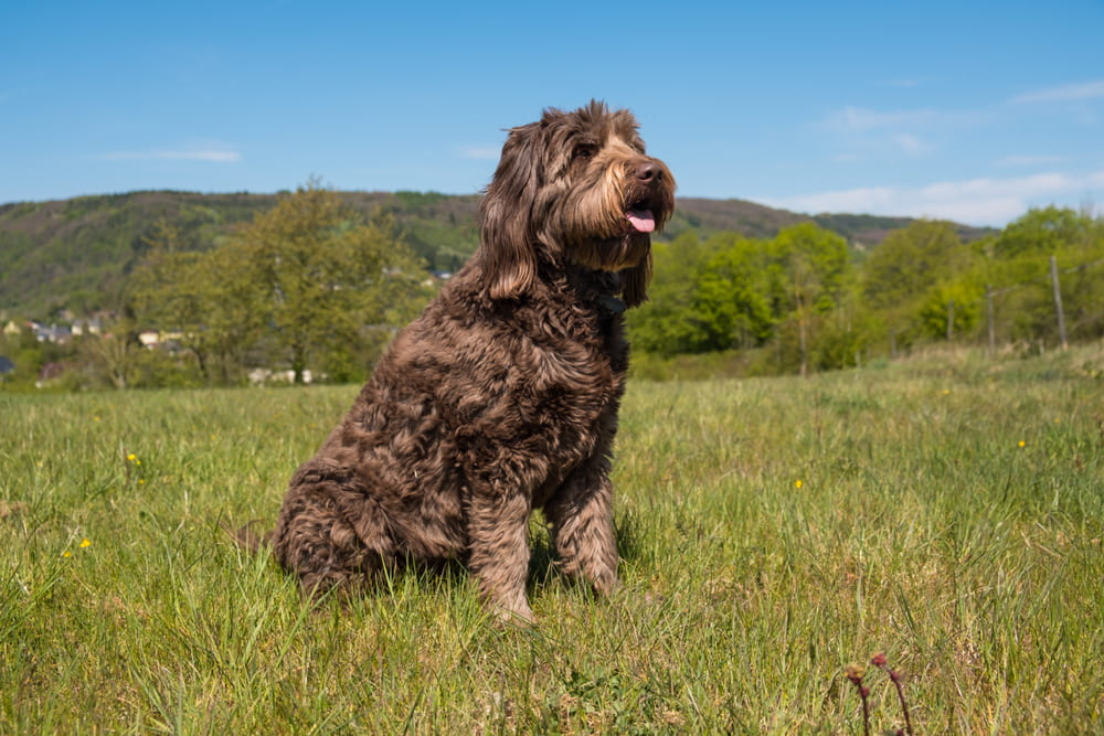 Chocolate Labradoodle in grass