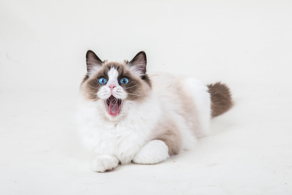 Funny Ragdoll cat with mouth open