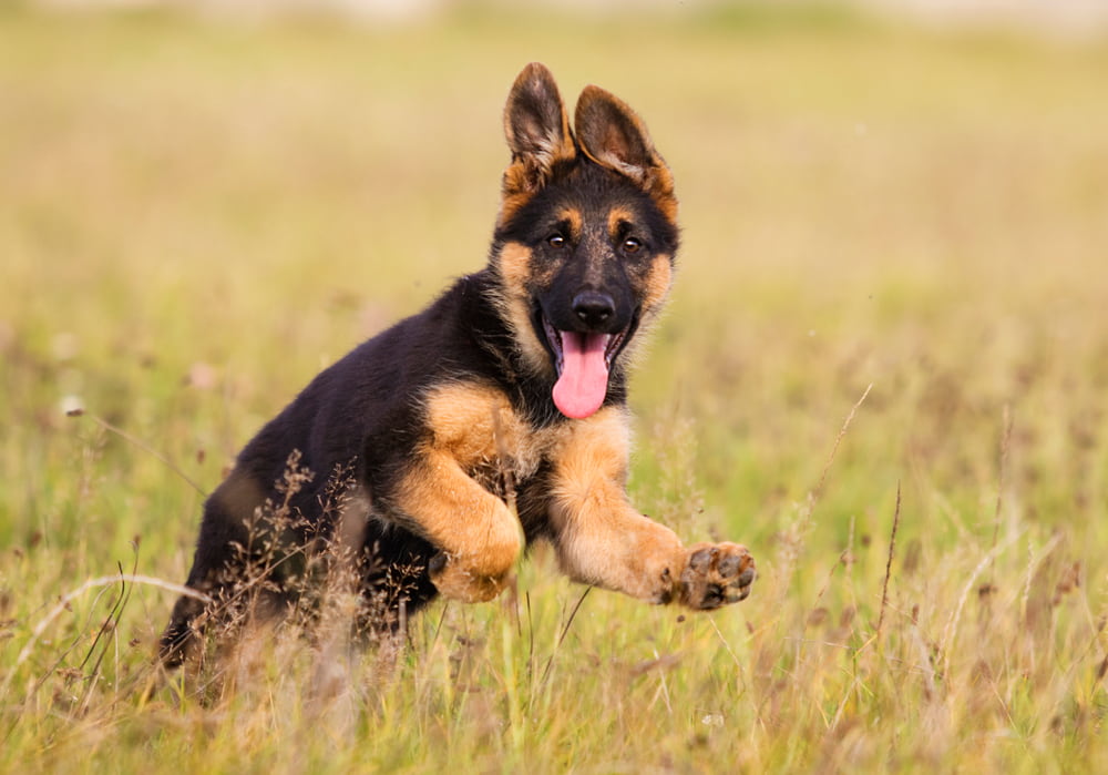 German Shepherd puppy running