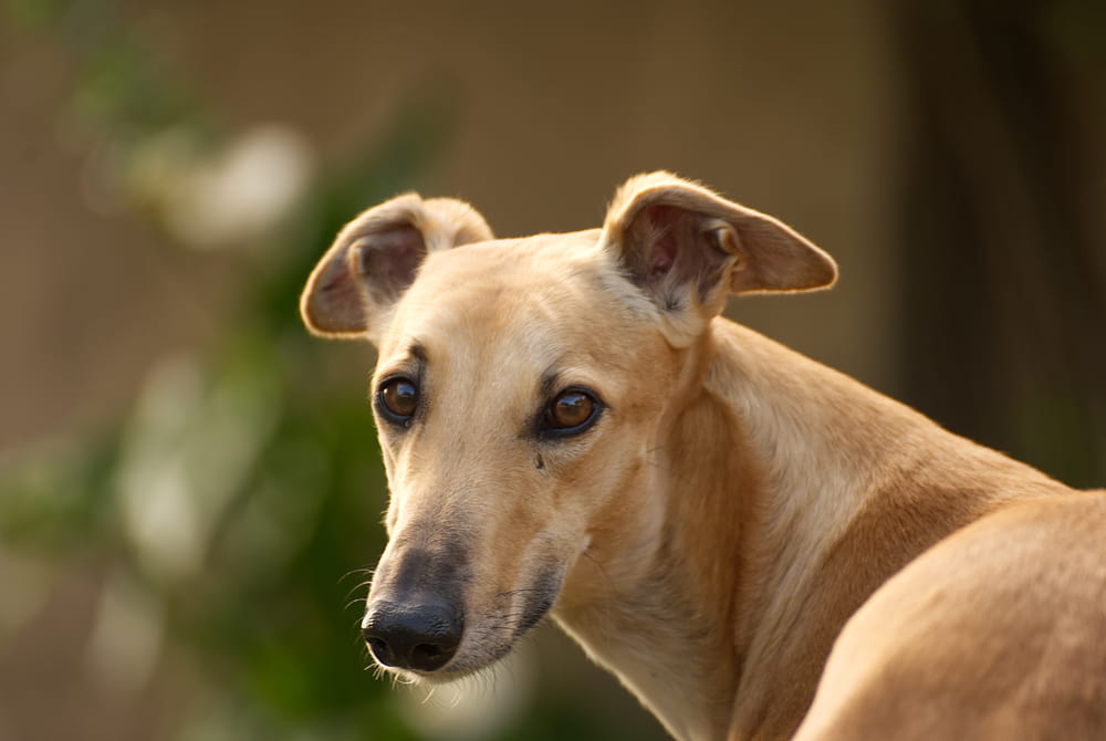 Tan Greyhound looking back