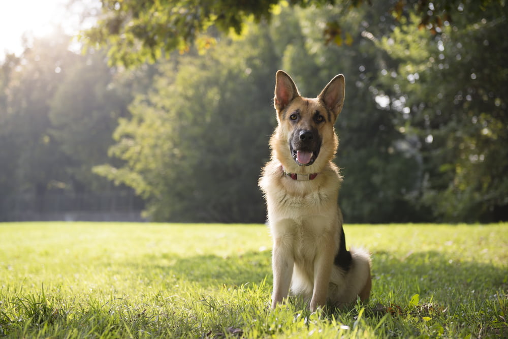 German Shepherd sitting in yard
