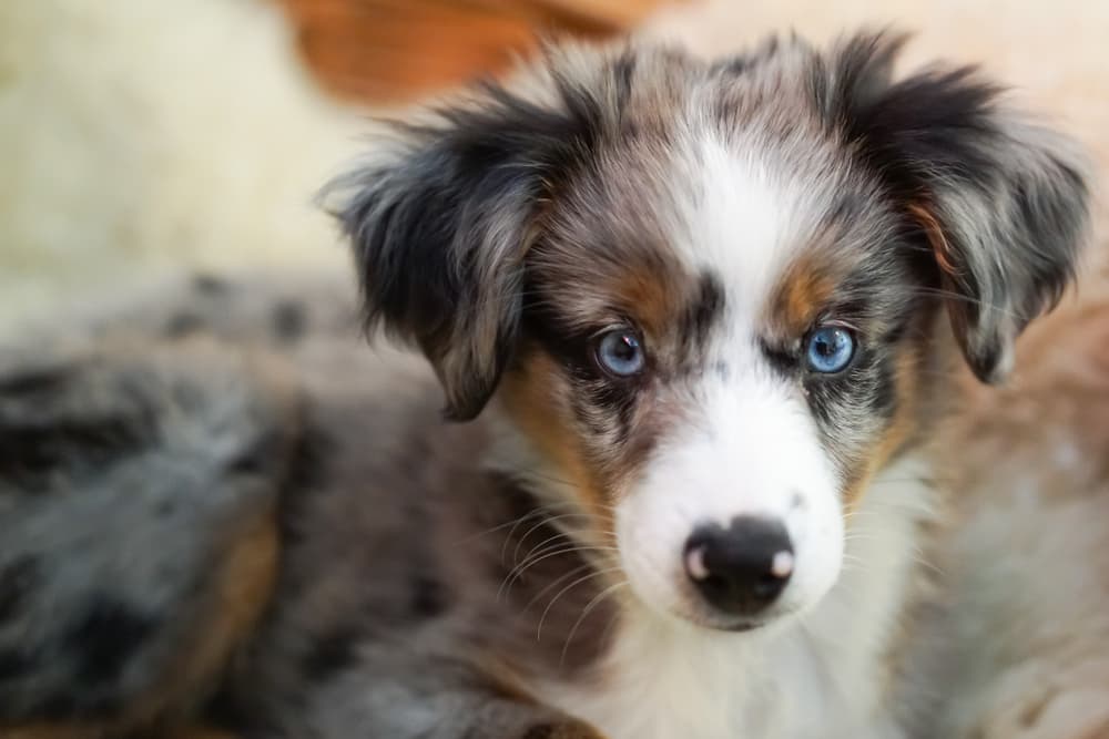 Australian-Shepherd-puppy-face