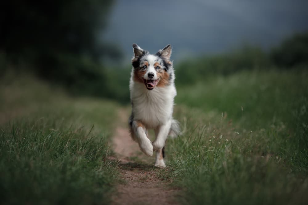 Aussie dog running in field