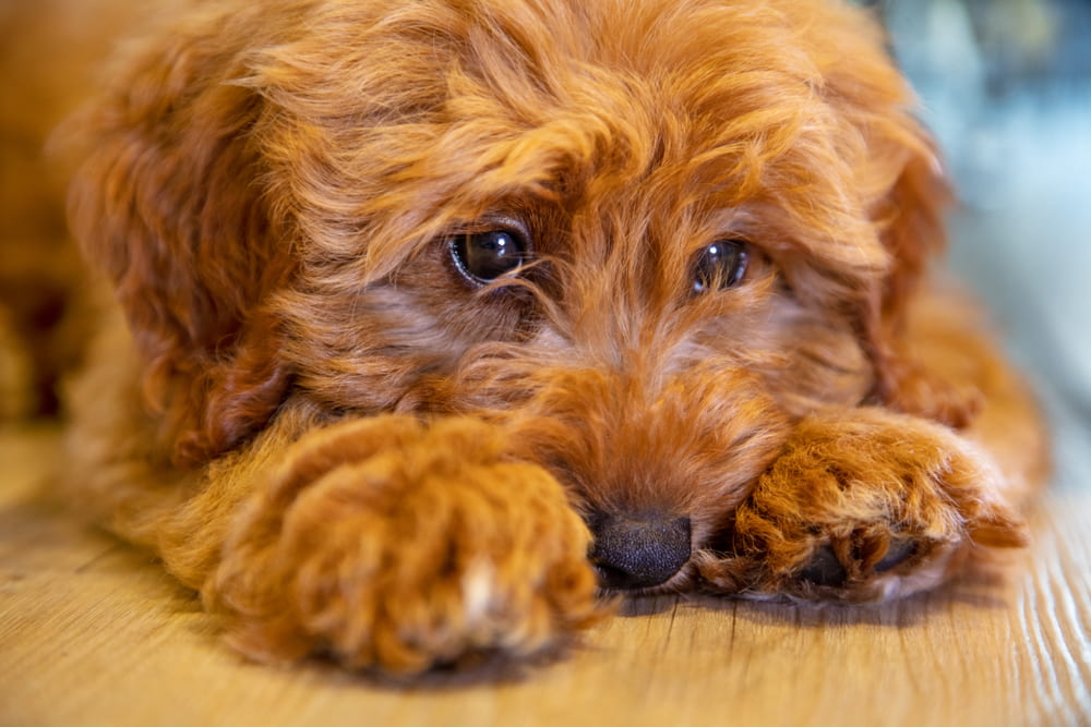 Closeup of Labradoodle puppy