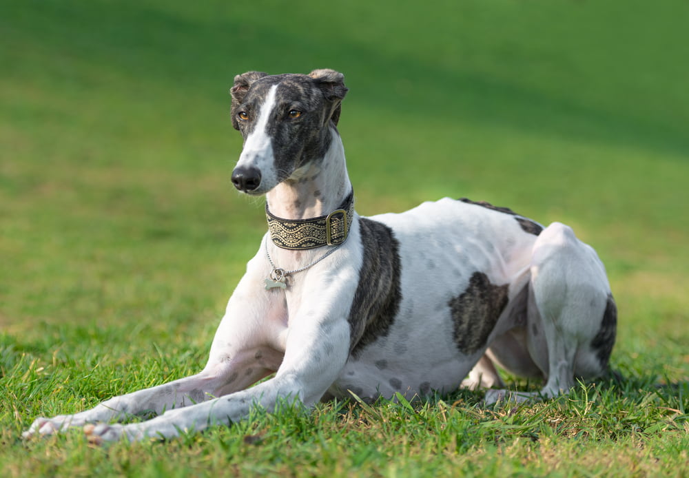 Greyhound lying outside