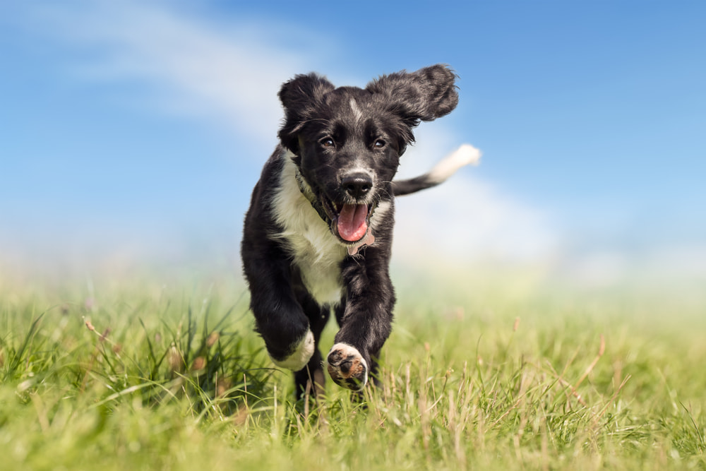 MSM for Dogs: What Exactly Is It?