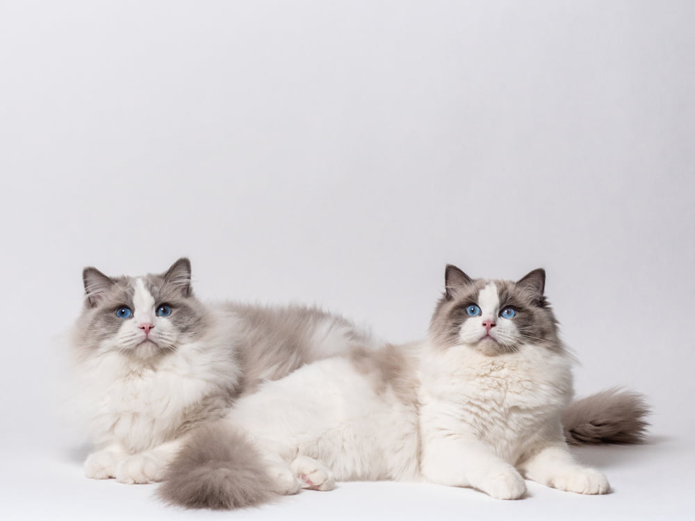 Two Ragdoll cats
