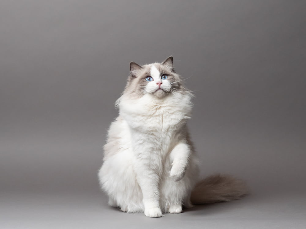 Studio portrait of Ragdoll cat