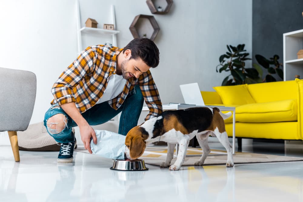 Man feeding Beagle dog