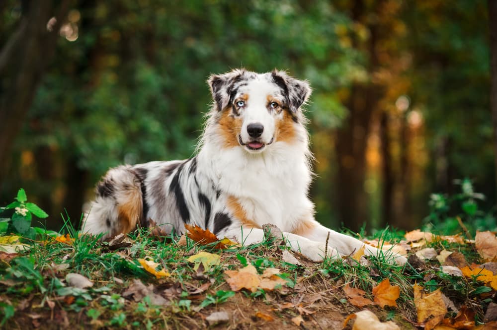 Aussie dog lying down in the woods