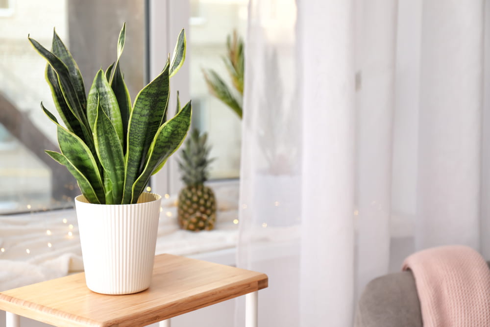 snake-plant