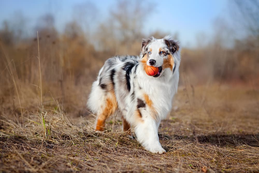 Australian Shepherd with ball
