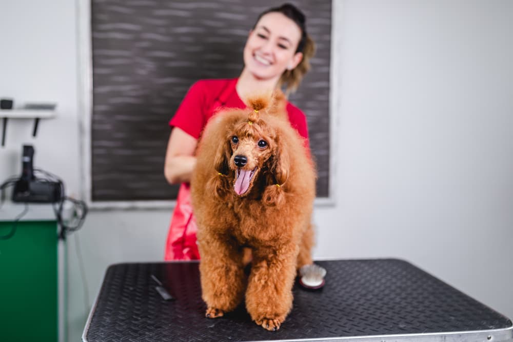 Woman grooming a Toy Poodle