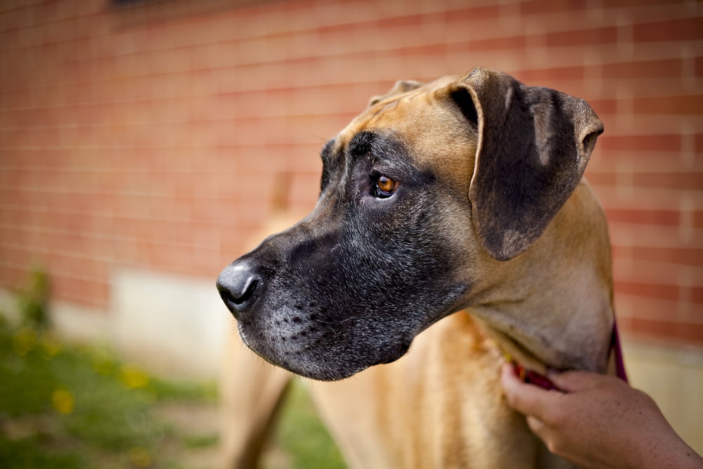 Black and tan Great Dane