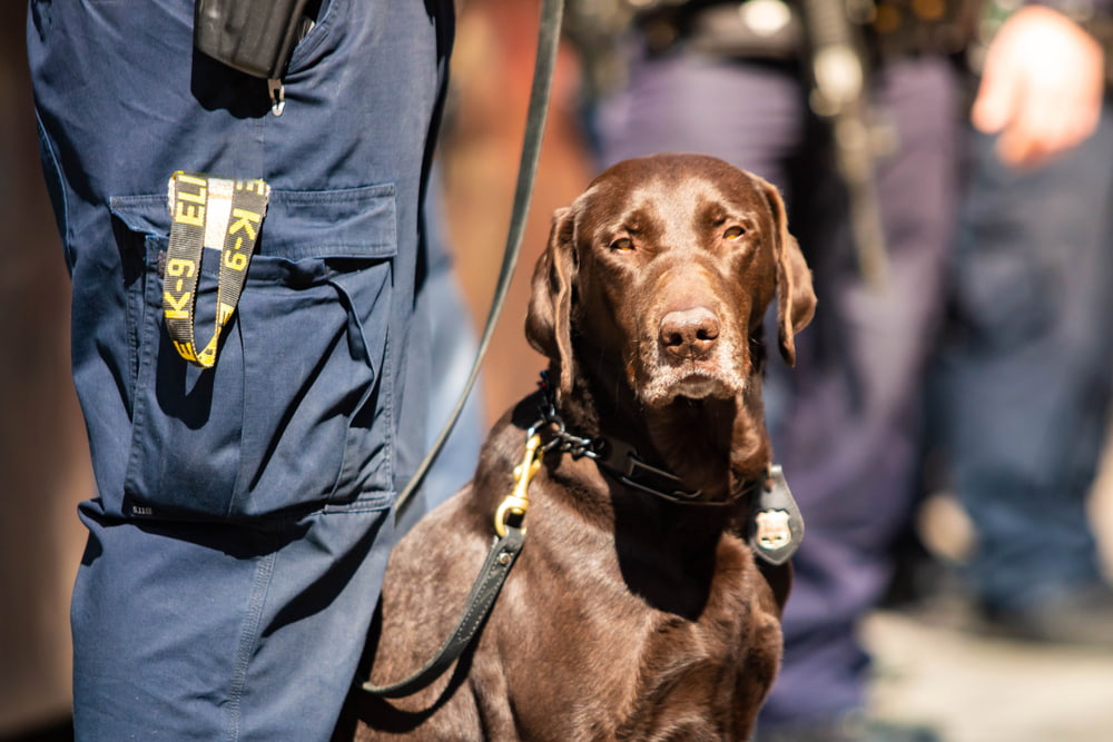 K9 Labrador Retriever on duty