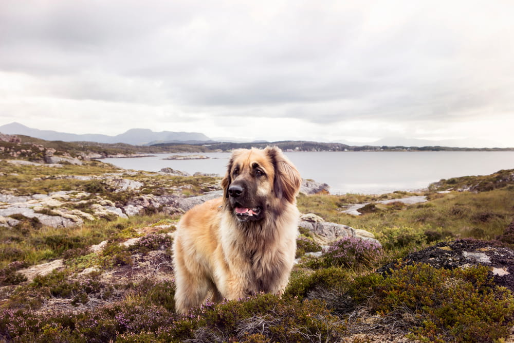 Leonberger dog in landscape