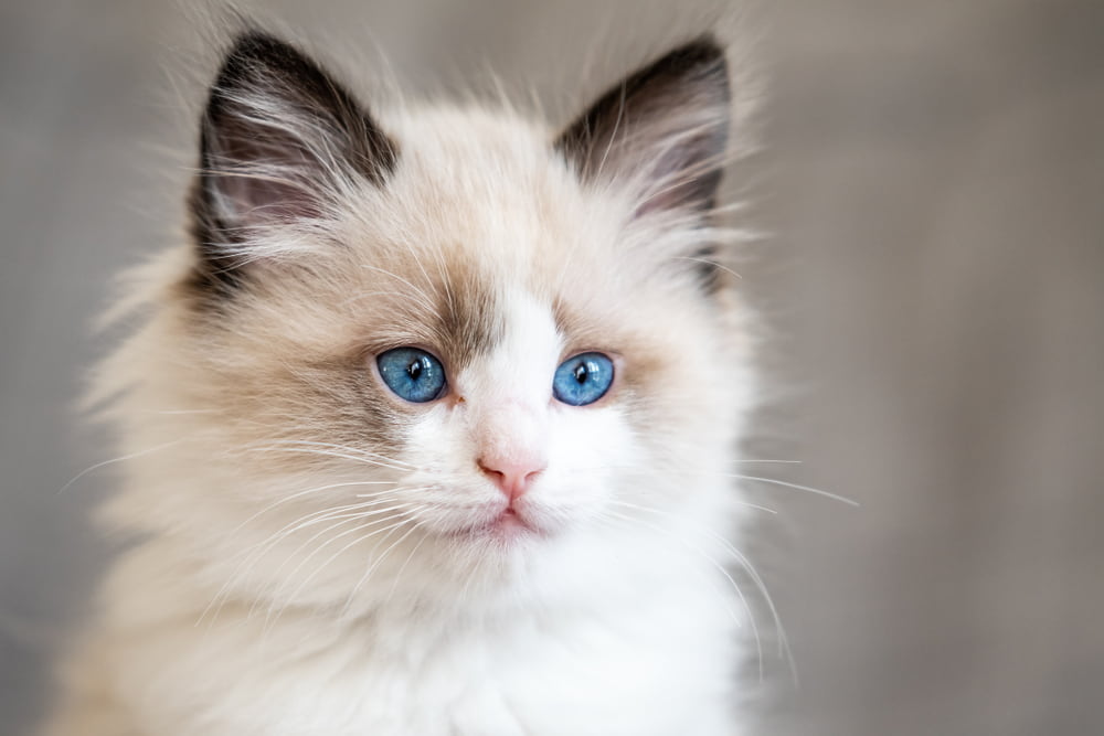 Cute Ragdoll kitten