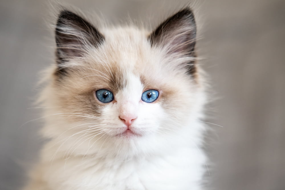 Closeup of Ragdoll kitten