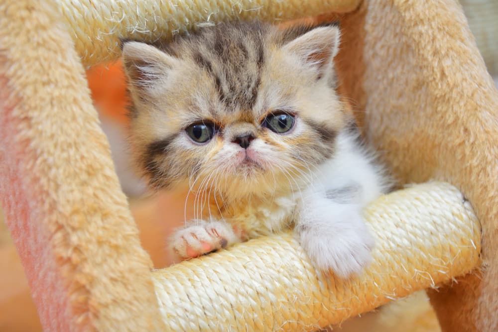 Persian kitten playing